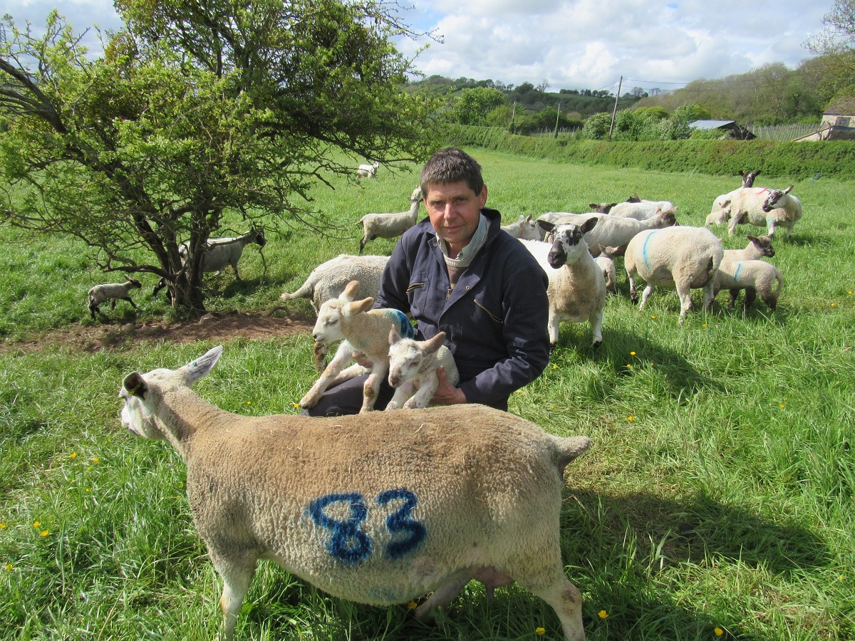 Man holding two lambs in a field with lots of other sheep
