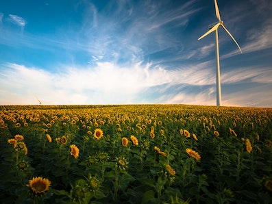 Field of sunflowers with a wind turbine