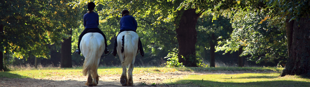 A panoramic photo of two horses with riders walking away from the camera in a wood.