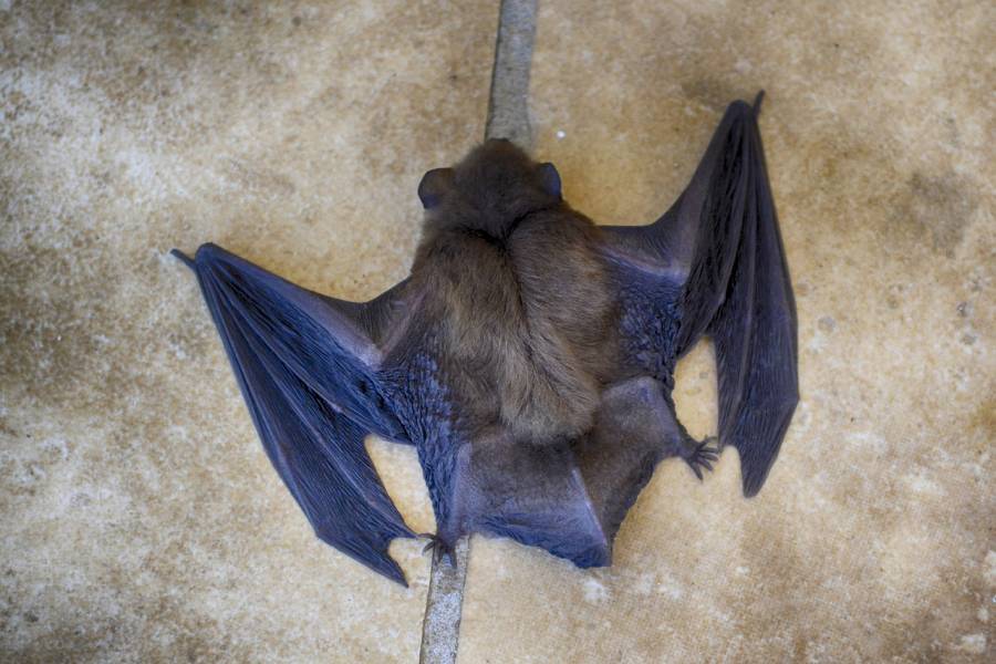 Close up of the back of a bat with its wings spread out