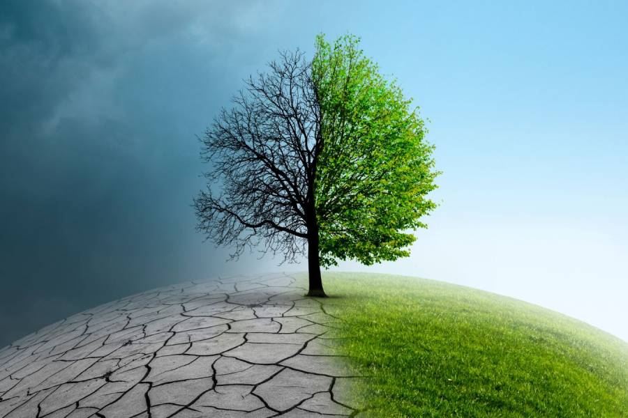 Climate change with tree on earth