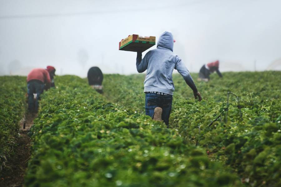 Food being picked in field