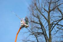 Man in a crane lift fells trees
