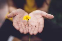 Two hands holding a buttercup flower.