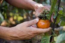 Tomatoes are plucked by farm worker