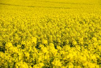 A field of rapeseed oil plants blossoming. 