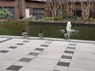 Ducks in the Water Gardens March 2021