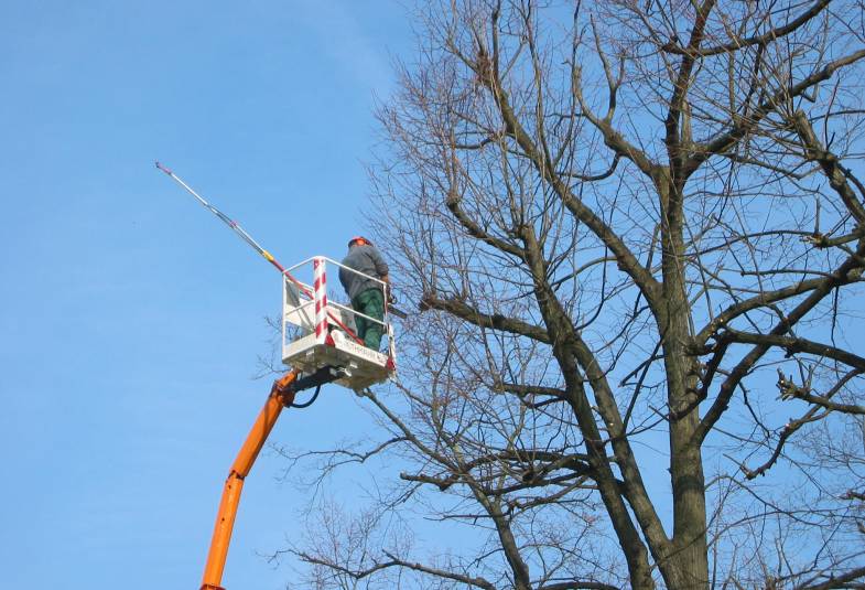 Man in a crane lift fells trees