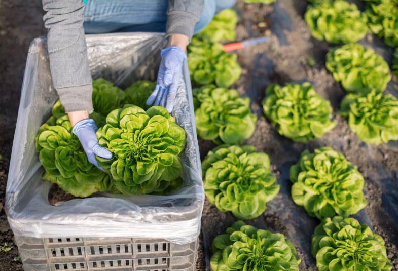 Workers lift lettuce from the ground