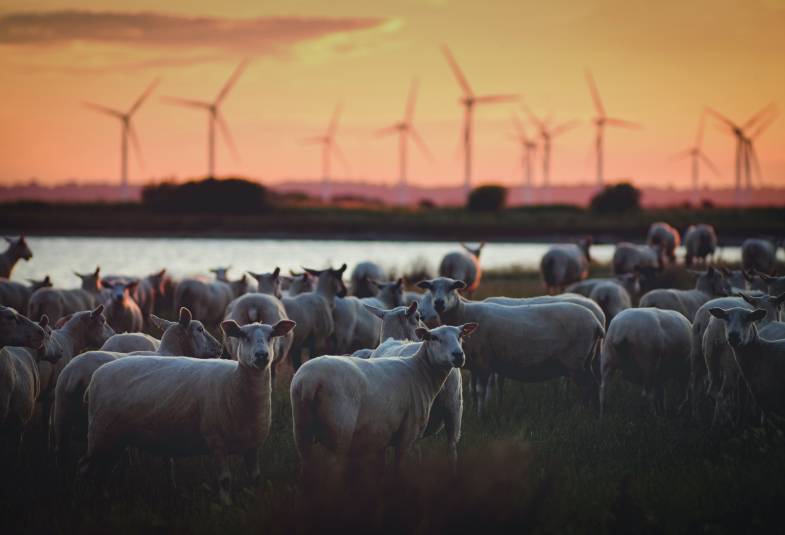 Rural animals, sheep, are shown in a field with environmentally friendly wind turbines in the background
