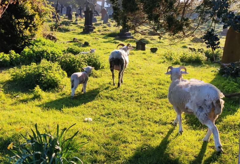 Sheep are seen amongst grass walking away from the camera in a churchyard