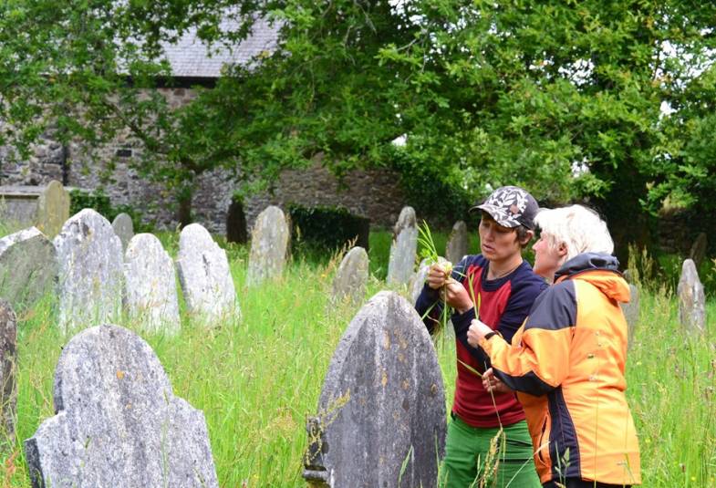 Two people look at grass types amid knee-length grass in a churchyard with the grave stones covered in different mosses