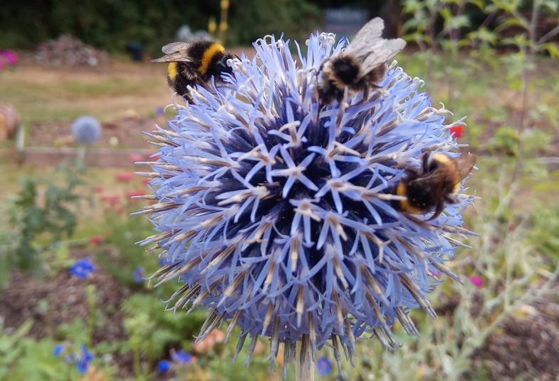 Bees on a blue globe thistle in St Chad's Community Garden