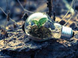 Small green leafy plant grows out of dirt inside a light bulb