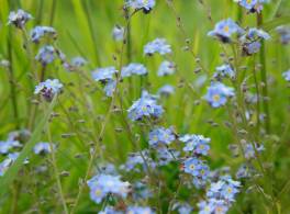 Close up of forget-me-nots growing in the grass