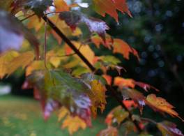 Maple leaves  turning from green to yellow and red in autumn