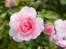 Pink roses growing outdoors
