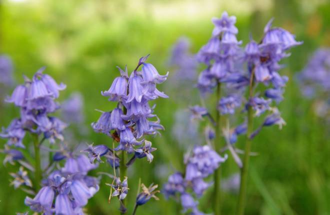Close up of bluebell flowers