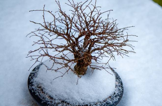 A bonsai tree in the snow