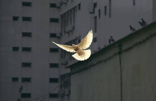 A dove in flight